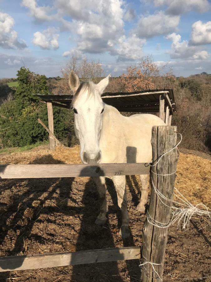 Le Casette In Collina Cerveteri Exterior foto